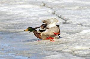 _66A4259_DxO-topaz.jpg _66A4259_DxO-topaz.jpg