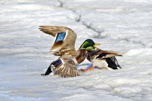 _66A4232_DxO-topaz.jpg _66A4232_DxO-topaz.jpg