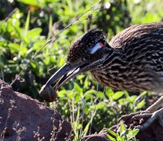 Greater Roadrunner snail breakfast CR5_158920 crop2.jpg Greater Roadrunner snail breakfast CR5_158920 crop2.jpg