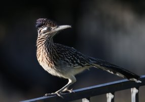 Greater Roadrunner CR5_158718 crop2.jpg Greater Roadrunner CR5_158718 crop2.jpg