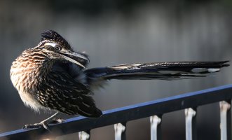 Greater Roadrunner CR5_158865 crop2.jpg Greater Roadrunner CR5_158865 crop2.jpg