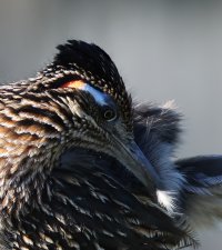Greater Roadrunner preening CR5_158862 crop2.jpg Greater Roadrunner preening CR5_158862 crop2.jpg