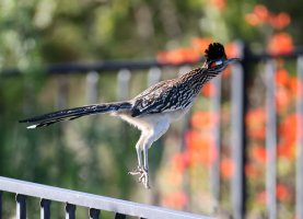 Greater Roadrunner hopping to next fence CR5_159228.jpg Greater Roadrunner hopping to next fence CR5_159228.jpg