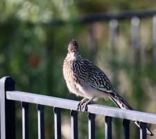 Greater Roadrunner looking at me CR5_159137.jpg Greater Roadrunner looking at me CR5_159137.jpg