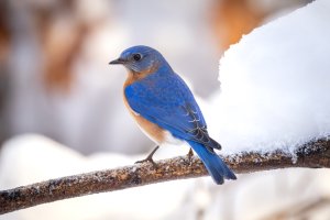 Small--47.jpg Small--47.jpg