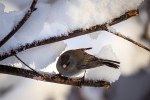 Small--27.jpg Small--27.jpg