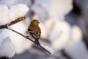 Small--29.jpg Small--29.jpg