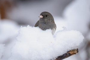 Small--32.jpg Small--32.jpg