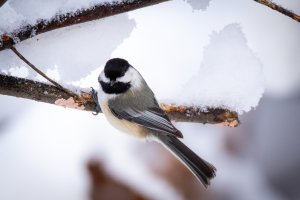 Small--33.jpg Small--33.jpg