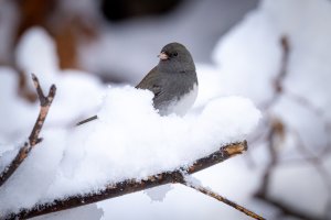 Small--43.jpg Small--43.jpg