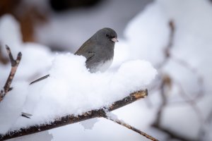 Small--40.jpg Small--40.jpg