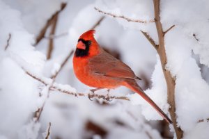 Small--34.jpg Small--34.jpg