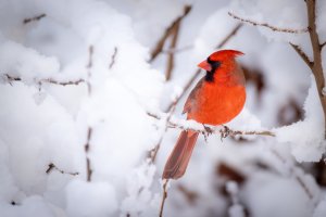 Small--38.jpg Small--38.jpg