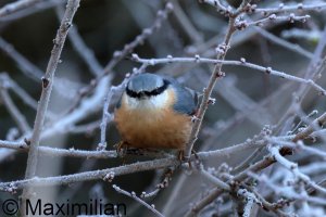 nuthatch_2024_01.JPG nuthatch_2024_01.JPG