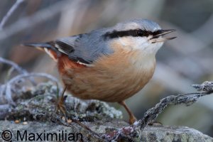 nuthatch_2024_02.JPG nuthatch_2024_02.JPG