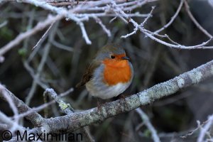 robin_2024_01.JPG robin_2024_01.JPG