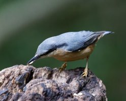 309A9990-DxO_Nuthatch_iso51k.jpg 309A9990-DxO_Nuthatch_iso51k.jpg