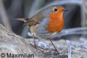 robin_2024_02_NR_off.JPG robin_2024_02_NR_off.JPG