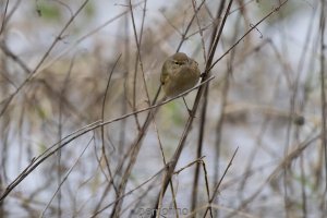 Zilpzalp bei Hochwasser.jpg