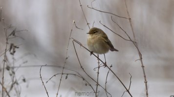 Zilpzalp bei Hochwasser_02.jpg
