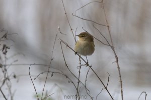 Zilpzalp bei Hochwasser_04.jpg