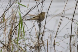 Zilpzalp bei Hochwasser_05.jpg