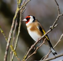 309A4480-DxO_Goldfinch_LS+1.jpg