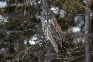 Great Gray Owl (adult-winter) 2024-100.jpg