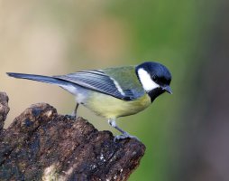 309A1593-DxO_RF_500mm_Great_Tit.jpg