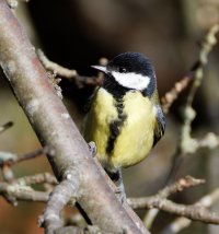 309A4545-DxO_Great_Tit_LS+1.jpg