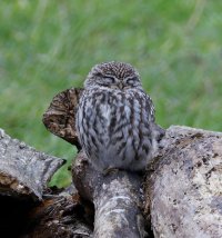 309A4934-DxO_little_Owl_500mm_Tripod.jpg