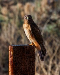 EOS R7_3468-Enhanced-NR-Edit.jpg