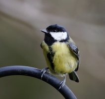 309A5137-Great_Tit_2a.jpg