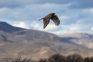 EOS R7_3379-Enhanced-NR.jpg EOS R7_3379-Enhanced-NR.jpg