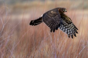 EOS R7_3195-Enhanced-NR.jpg EOS R7_3195-Enhanced-NR.jpg