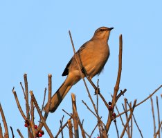 5D3_5436 ps3 fix - Copy.JPG