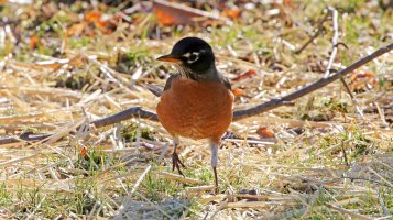 5D3_5421 ps3 fix - Copy.JPG