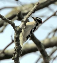 5D3_5326 ps3 fix-topaz-enhance-2.5x - Copy.JPG