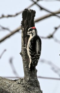 5D3_5349 ps3 fix-topaz-enhance-2.3x - Copy.JPG