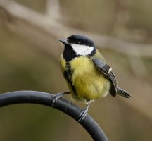 3R3A6601-Great_Tit_2a.jpg