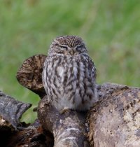 309A4806-DxO_little_Owl_1600mm_HH_LS+2_eyes.jpg