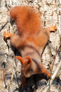 squirrel_2024_01.JPG