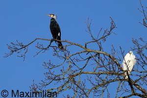cormorant_2024_05.JPG