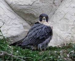 309A5245-DxO_peregrine_falcon_FF_1415mm_mc.jpg