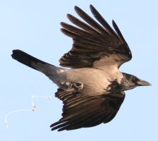 3Q7A0576_hooded_crow_defecating copy.JPG