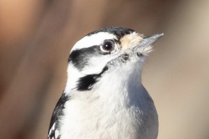 100-400 1.4tc-6941.jpg