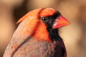 100-500 1.4tc-6930.jpg