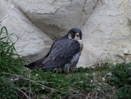 309A5165-DxO_peregrine_falcon_SF_742mm.jpg