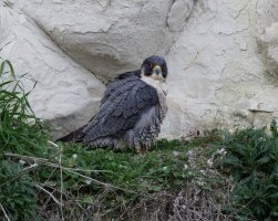 309A5273-DxO_peregrine_falcon_FF_500mm_LS0.jpg