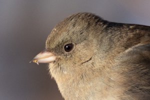 Headshot 200-800-2595.jpg